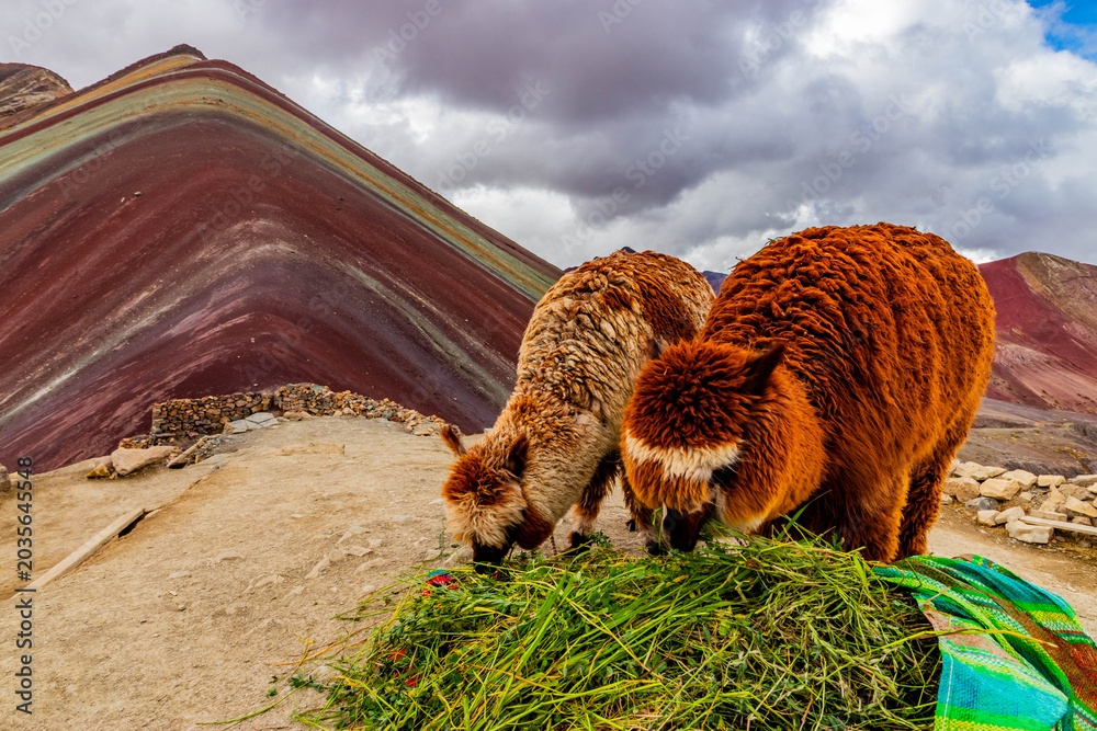 Fototapeta premium Alpacas at Vinicunca Rainbow mountain, Peru