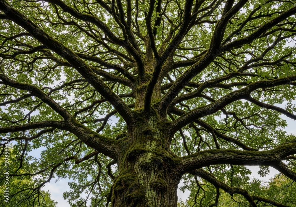 Fototapeta premium Majestic canopy of a towering deciduous tree with intricate branches isolated on white background