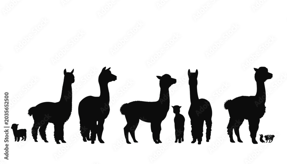Naklejka premium Silhouettes of alpacas and llamas of varying sizes stand in a line on a white background.