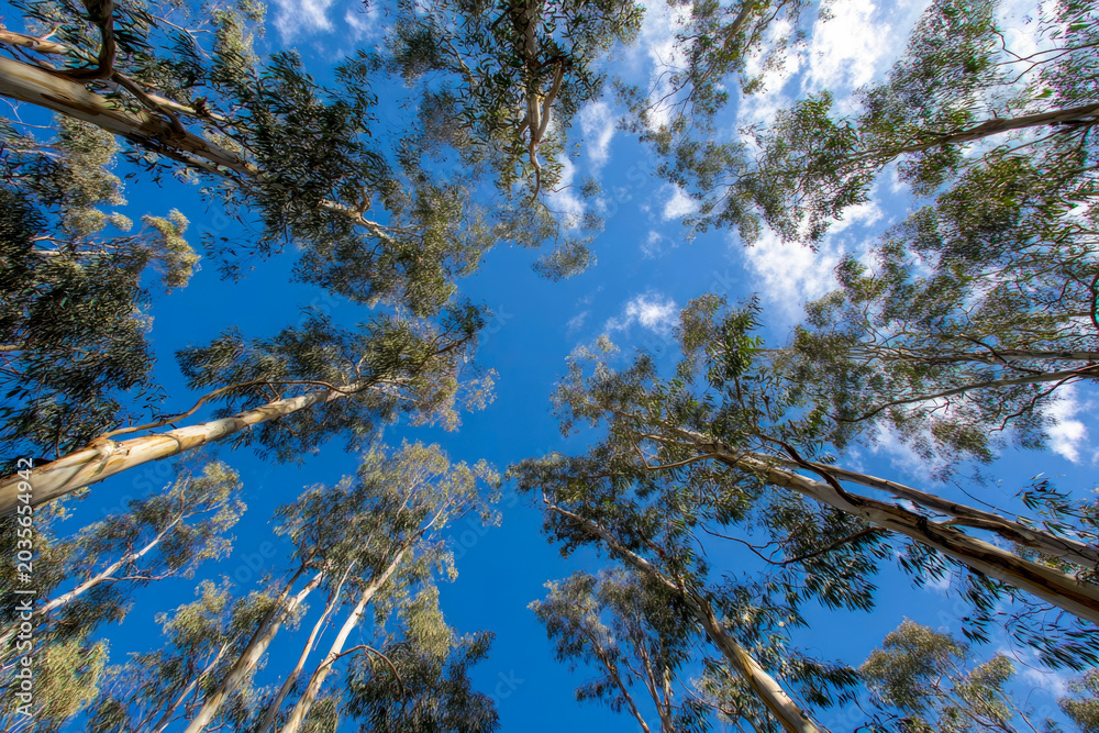 Fototapeta premium Eucalyptus trees reaching towards a clear blue sky, captured from a low angle perspective, showcasing the vibrant green leaves and tall trunks against the backdrop of clouds