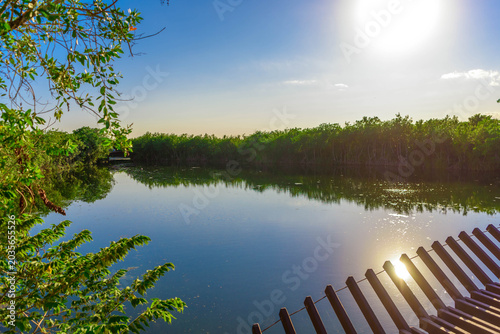 Sunlit mangrove lagoon with wooden boardwalk corner