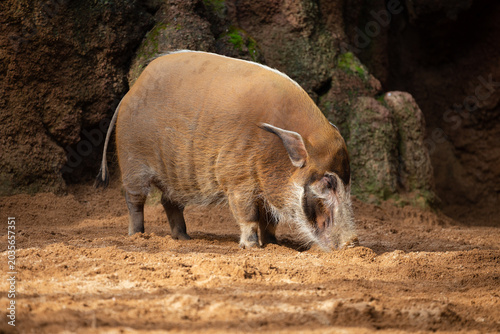Red river hog (Potamochoerus porcus)