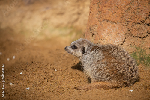Meerkat
