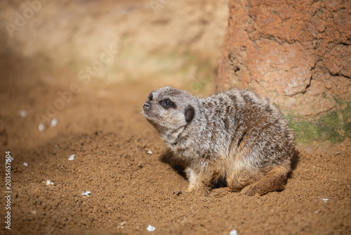 Meerkat or suricate