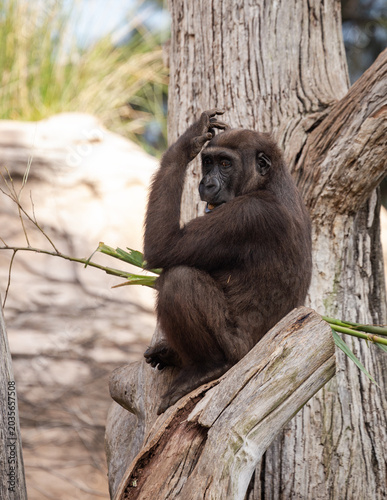 Western gorilla