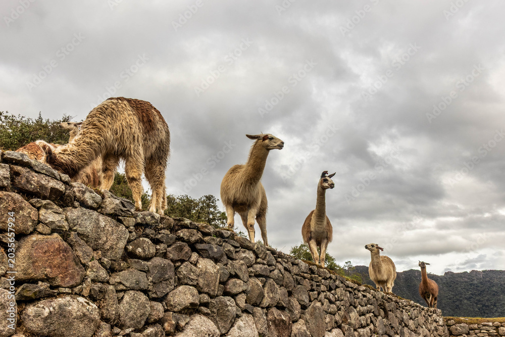 Fototapeta premium Llamas (Lama glama) at the terraces of Machu Picchu ruins, Peru