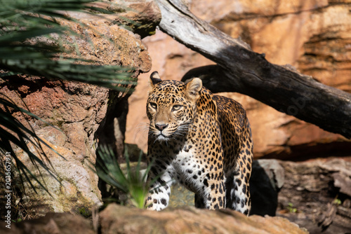 Sri Lankan leopard