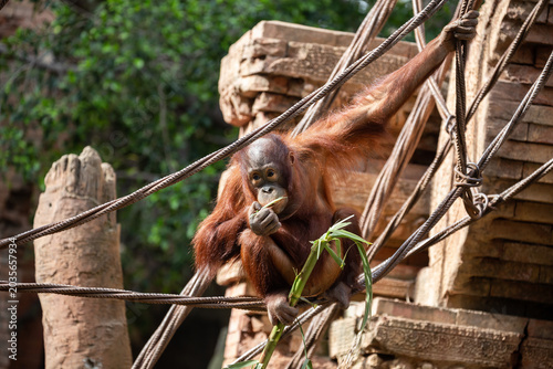 Orangutan