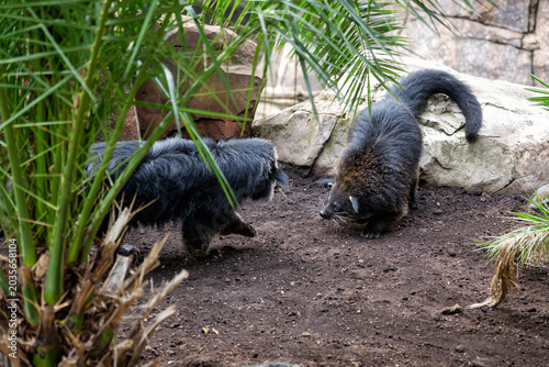 Binturong or bearcat