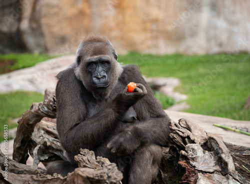 Western gorilla