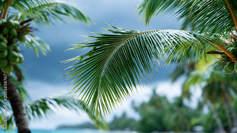 Naklejka premium Close-up of tropical coconut trees under a dramatic overcast moody sky, tropical landscape concept, moody coconut tree photography, atmospheric sky visualization, defocused
