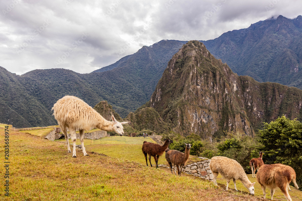 Fototapeta premium Llamas (Lama glama) at the terraces of Machu Picchu ruins, Peru