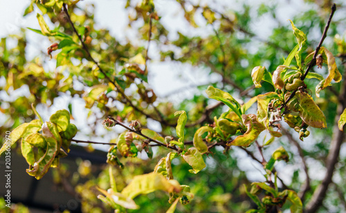 Photography Twisting of peach leaves caused by fungus or cold