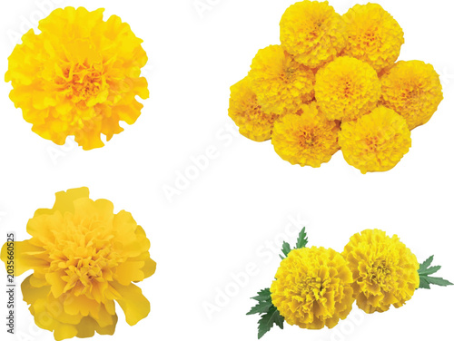 Valokuva Marigold flowers
