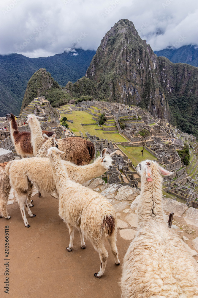 Fototapeta premium Llamas (Lama glama) at Machu Picchu ruins, Peru