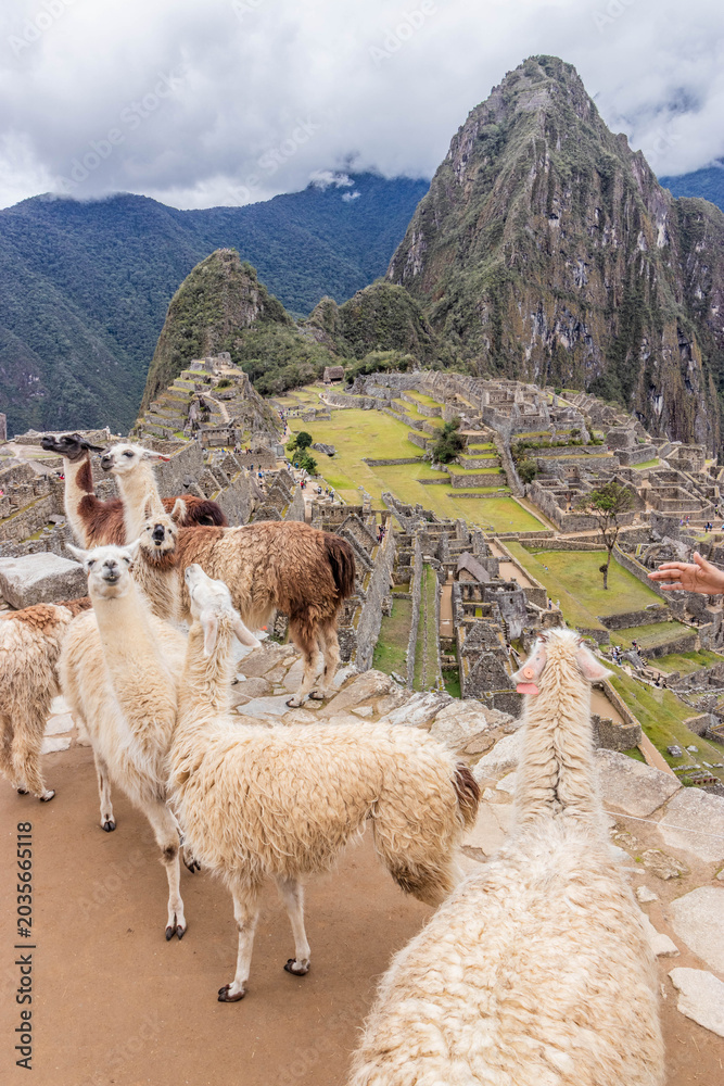 Naklejka premium Llamas (Lama glama) at Machu Picchu ruins, Peru