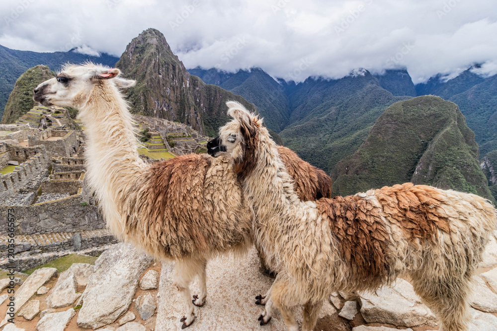 Fototapeta premium Llamas (Lama glama) at Machu Picchu ruins, Peru