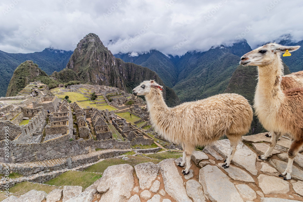 Fototapeta premium Llamas (Lama glama) at Machu Picchu ruins, Peru