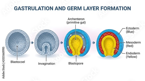 Gastrulation and germ layer formation blastocoel invagination blastopore stages