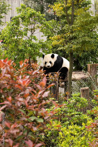 Photography Giant panda sitting on a wooden platform surrounded by lush green and red foliag