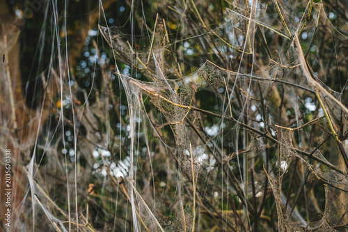 Canvas Print Silk web nest of ermine moth larvae close up