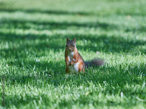 red squirrel in green grass eating sunflower seeds
