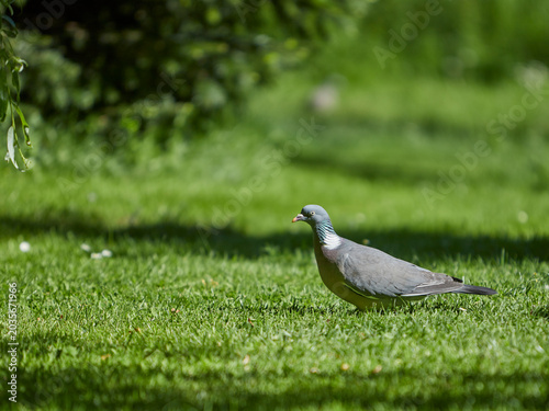 grey dove on grass, lawn in a garden