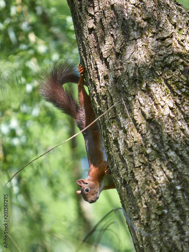 squirrel climbing down a tree