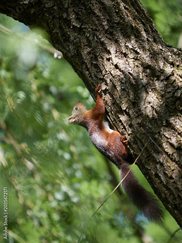 squirrel climbing up a tree