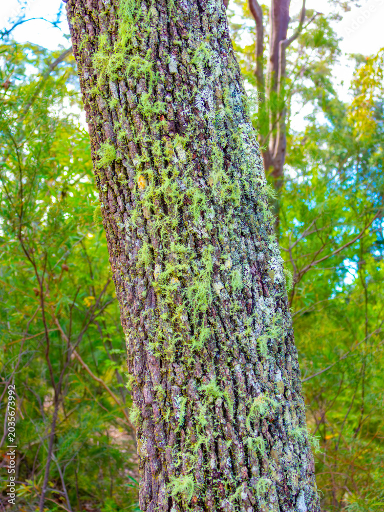 Obraz premium Photograph of a thick coating of green moss growing on an old tree in a large forest during Autumn in the Blue Mountains in New South Wales, Australia