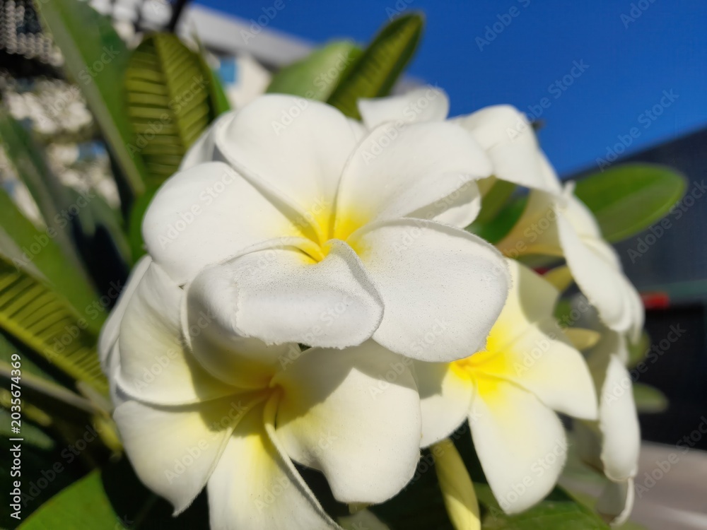 Fototapeta premium Closeup of beautiful white and yellow plumeria flowers, also known as frangipani, blooming in a sunny garden with green leaves and a clear blue sky in the background