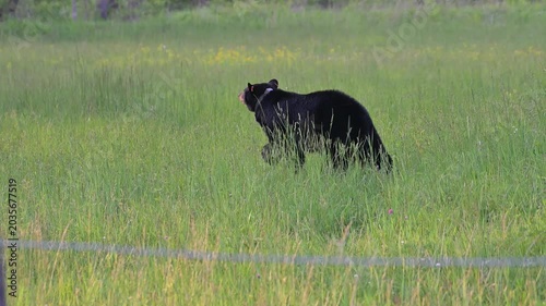 Big Black Bear in Tall Grass