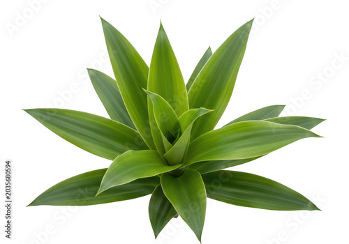 Green agave plant with sharp leaves isolated on transparent background