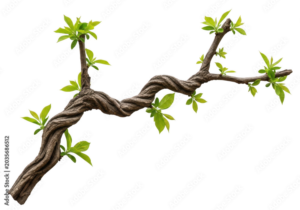 Fototapeta premium Detailed illustration of a leafless tree branch with small green buds, isolated on transparent background