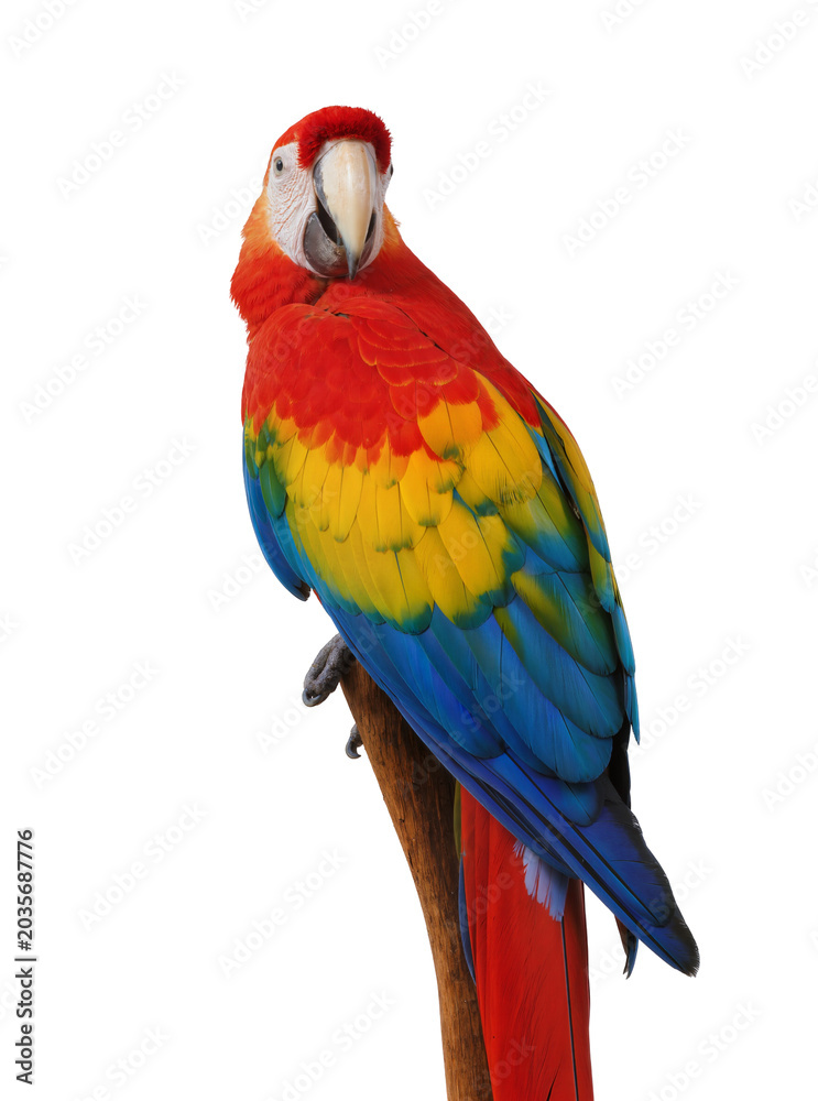 Obraz premium Isolated beautiful Scarlet Macaw with vibrant red, yellow, and blue plumage on a branch