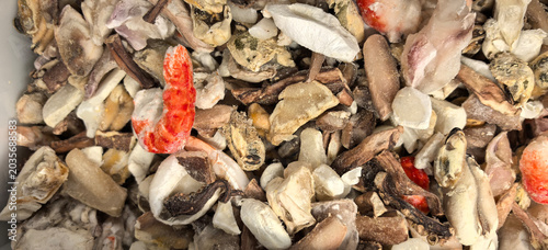 Foto Details of crushed shells, fragments, and small marine life found on a beach dur