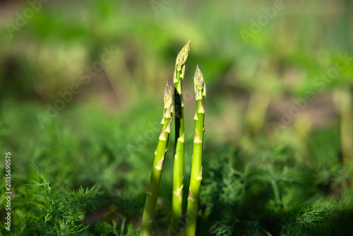 фотографія Fresh green asparagus growing in garden bed among lush spring greenery
