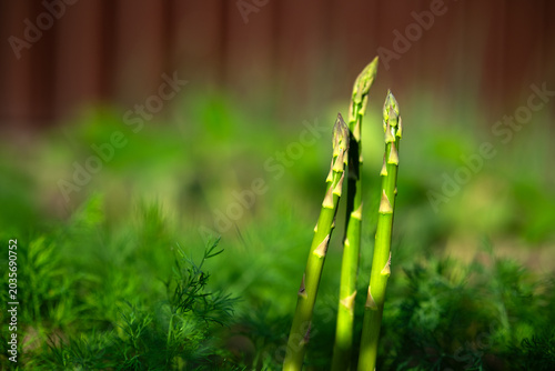 Φωτογραφία Fresh green asparagus growing in garden bed among lush spring greenery
