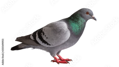 Fotografija Isolated common grey rock dove pigeon with iridescent neck feathers, elegant bird portrait