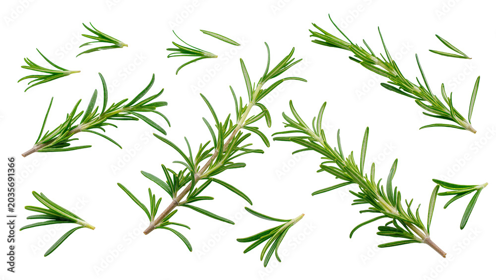 Obraz premium Isolated fresh rosemary sprigs and aromatic green leaves for cooking and seasoning