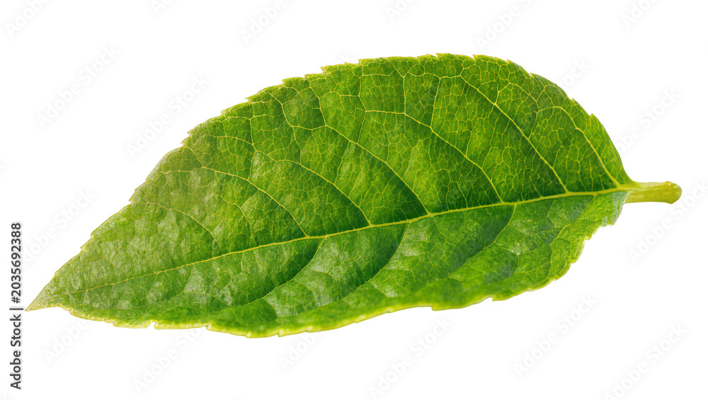 Obraz premium Isolated vibrant green leaf close-up shot showcasing natural texture and intricate veining details
