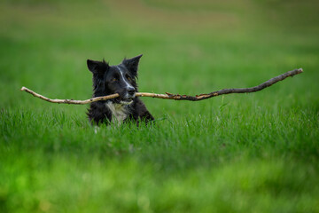 Black and white dog lying in the grass and holding a stick in its mouth.