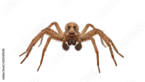 Canvastavla Isolated predatory brown hairy spider, a detailed macro view of a fascinating arachnid