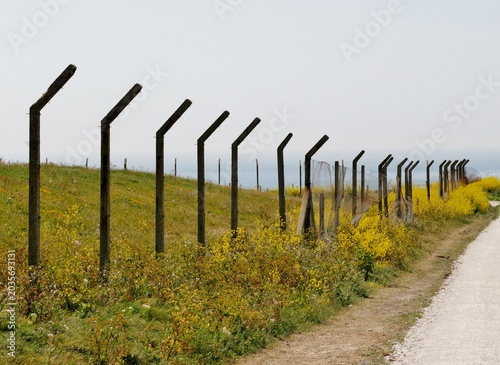 Raps oder Senfpflanzen in Portland, Dorset