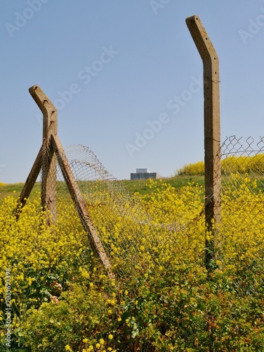 Raps oder Senfpflanzen in Portland, Dorset