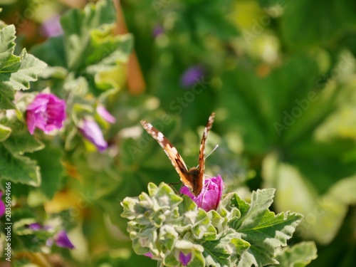 Distelfalter (Vanessa cardui)