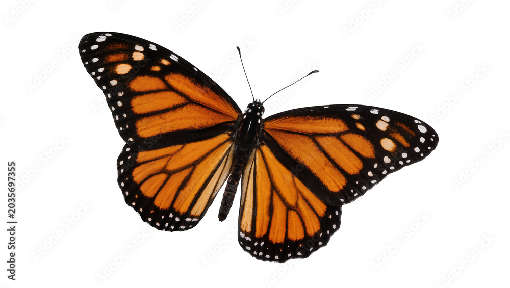 Obraz premium Isolated Monarch butterfly with open wings showing vibrant orange and black patterns