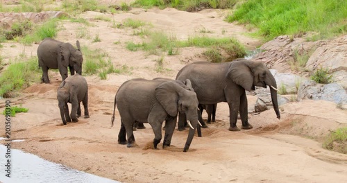 Wide shot of a breeding herd of wild African elephants digging holes in the sandy riverbank to filter and drink clean water. Unique wildlife behavior captured in Kruger National Park, South Africa
