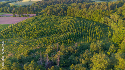 Foto Aerial view of young forest plantation and rural farmland in Germany at sunset