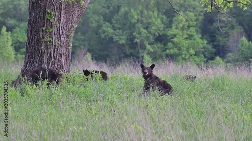 Black Bear Family in Tall Grass